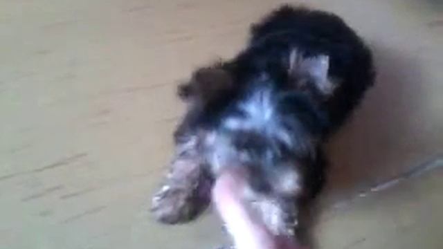 13 сентября кувырок.mp4