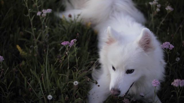 Интересные факты о собаках