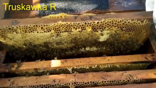 #Пчёлы. Мои хитрости при сборке #пчёл на зиму. утеплять или нет. если мало мёда