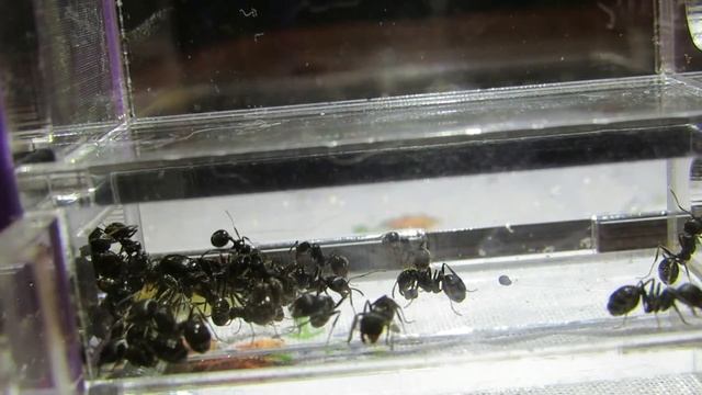 УХАЖИВАНИЕ ЗА МУРАВЬЯМИ В ПОДРОБНОСТЯХ+МОЙ ГОЛОС!!!