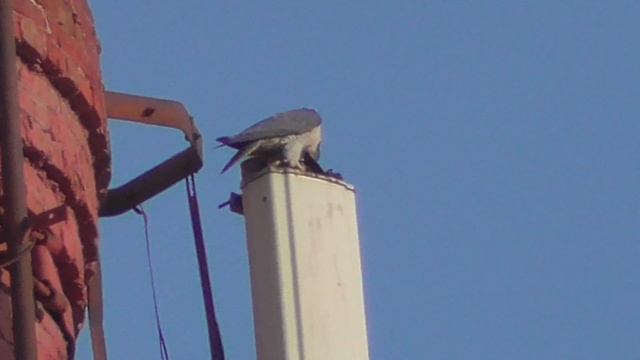 Сокол Сапсан ест голубя но не моегоPeregrine Falcon eats a dove but not mine
