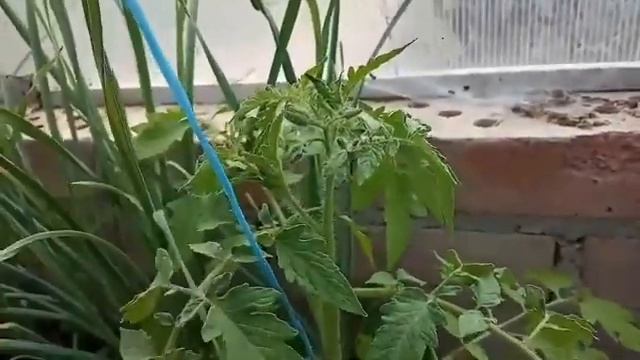 Формирование томата (помидора) в два ствола.