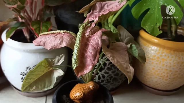 5b48e6dcd898ed70ec21de214c107b3b