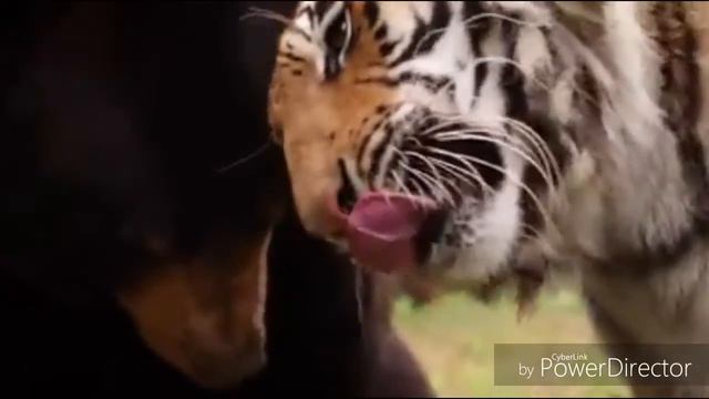 Дружба без границ