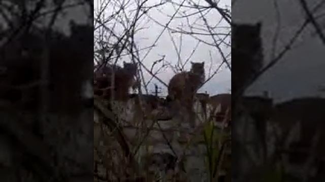 Коты на крыше| схватка