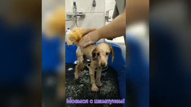 Щенок пуделя Лео! Груминг пуделя. Стрижка собак.