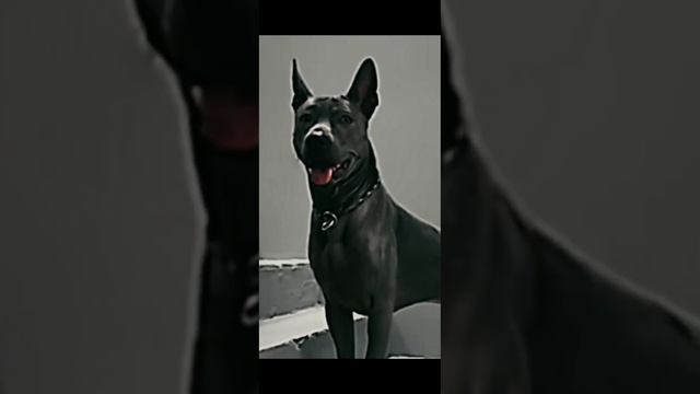 эдит || тайский риджбек ||