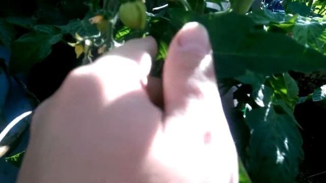 Уличные томаты на 07.07.18