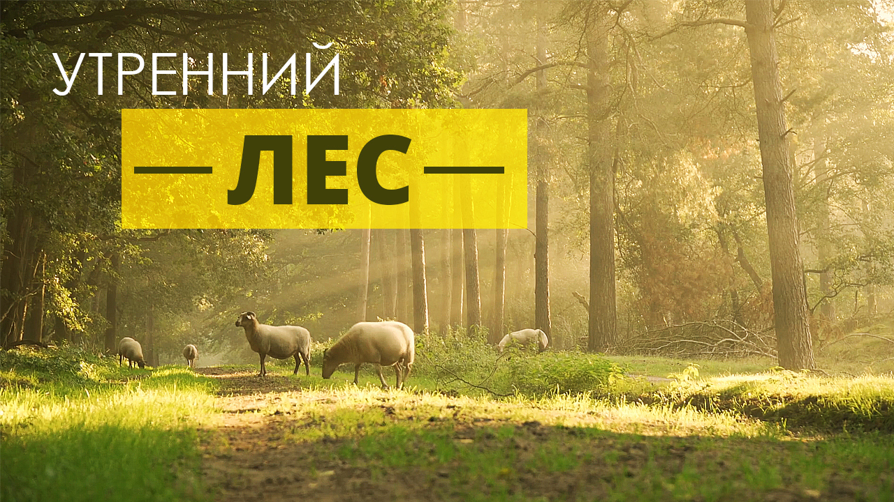 De0911c5d6fc06ed8bf3766f4478bd4f