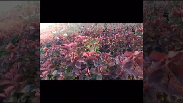 Садовый центр и осенние растения. Спирея.