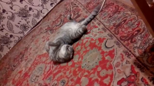 Приколы и Фокус