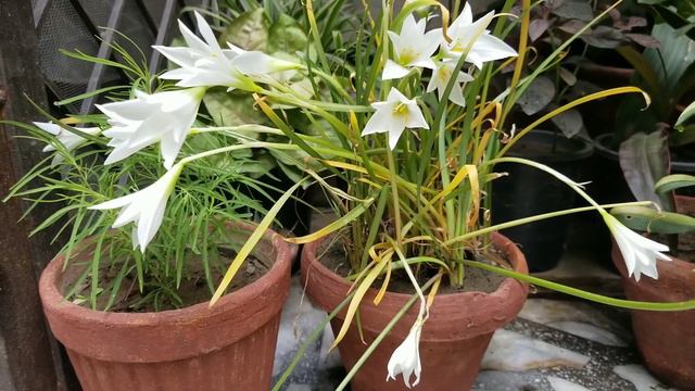 White Rain Lily Flowers With Summer Indoor Tips At Asim Courtyard Garden