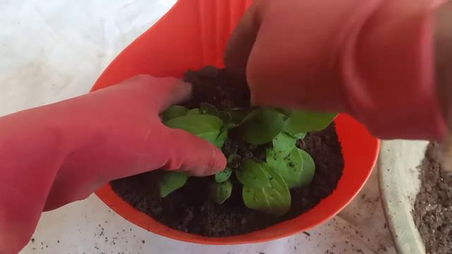 B0e2cf4f947d6b47c0c70454366fc5f4