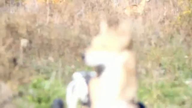 Рома - собака-инвалид на коляске Фракиштак / Roma - A Dog-disabled On The Frakishtak Cart