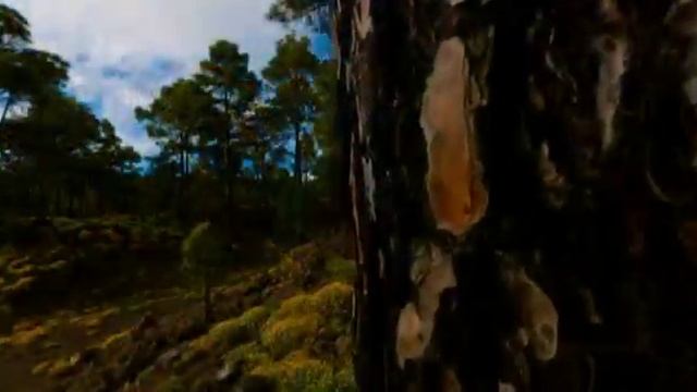 Relax Ambient E.Lev.20 Years With His Beloved Natali.mp4