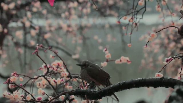 Brown-eared Bulbul Facts 🦜 Found From Southern Sakhalin To The Northern Philippines 🇵🇭