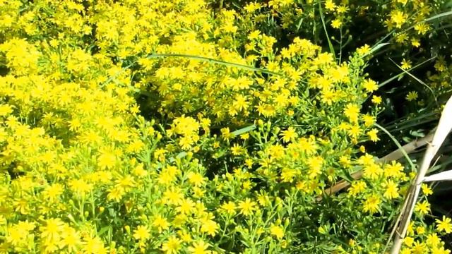 Девясил липкий-Dittrichia Viscosa!Кирьят-Ям.Израиль.