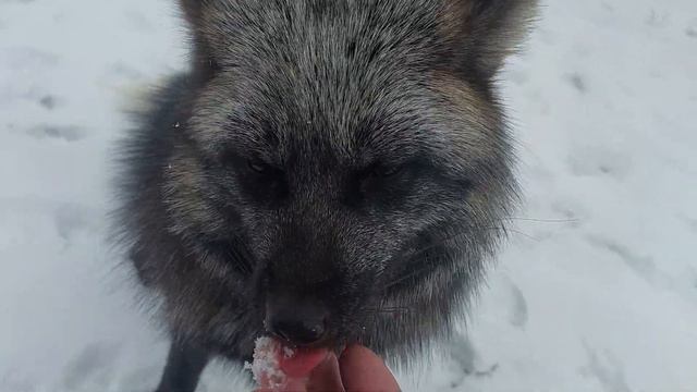 Звериные истории и мистические приключения