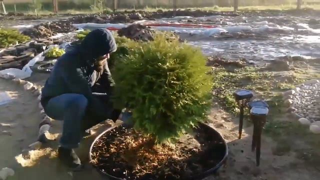 Сезонный уход за Туей -  массаж очистка от сухих ветвей. Практичнские советы от Дяди Коли