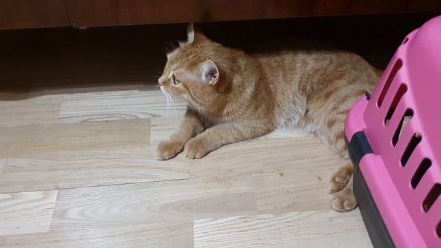 Кувырок кошки за игрушкой через голову.