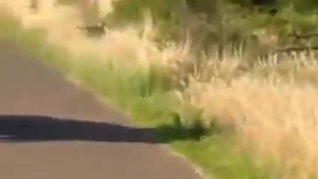 Слон на трассе