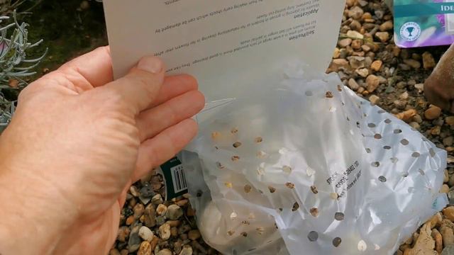 How To Plant & Grow Alliums.