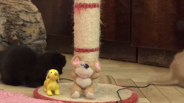 Котята экзоты на продажу exotic shorthair kittens for sale