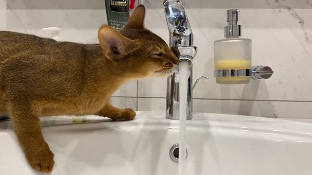 Абиссинский котёнок пьёт воду. Котёнок водохлёб ))