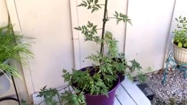 Cut Leaf Evergreen Blackberry...... Not A Gooseberry Hybrid Update!