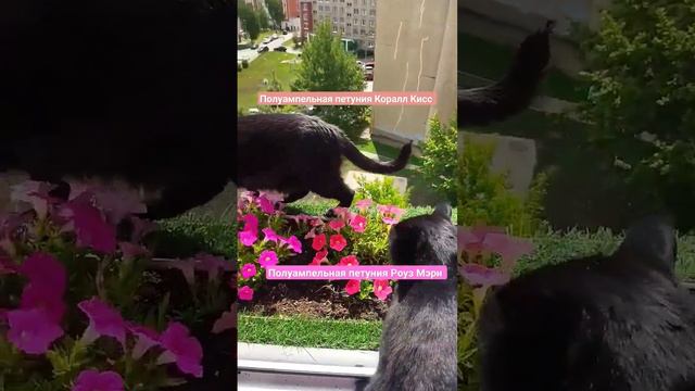 полуампельная петуния Коралл Кисс и полуампельная петуния Роуз Мэри в карнизном ящике