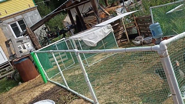 Гуси любят капусту