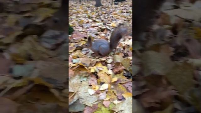 Резкая и пушистая белка летит за орехом-умиротворение / Sharp And Fluffy Squirrel Flies For A Nut
