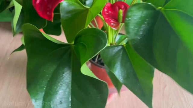 Just A Slice Of Tomato, Anthurium Blooms Endlessly | Natural Fertilizer