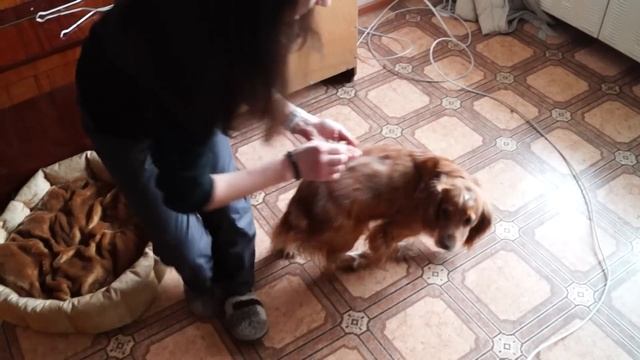 Команда Ползи.Как Научить Команде Ползи!?Русский Спаниель.