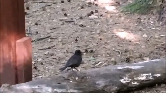 Белочка в лесу