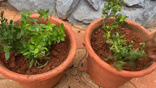 ഡേയ്സിച്ചെടി പരിചരണം ||Daisy Plant Care In Malayalam..