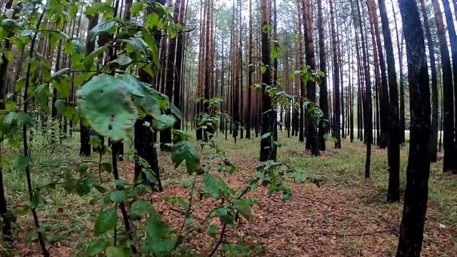 Исчез дальнобойщик.. Куда пропадают дальнобойщики ? Как метнуть нож точно в цель .