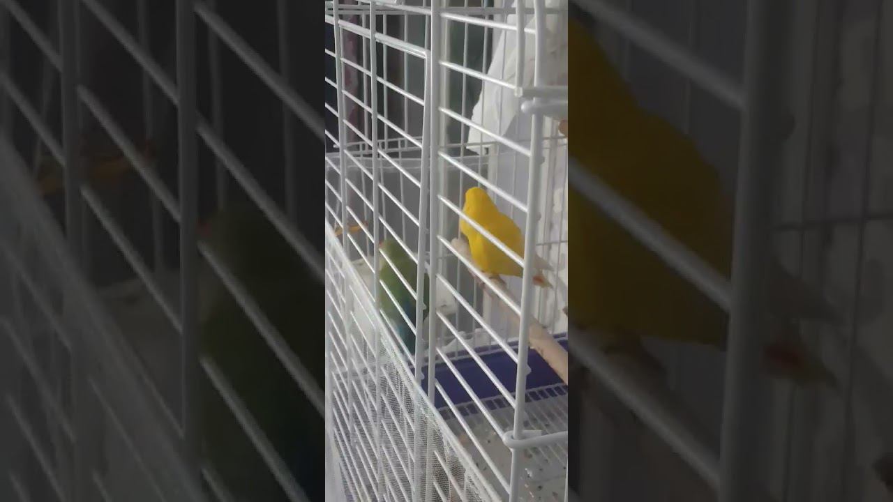 Манго и Суши точат корм