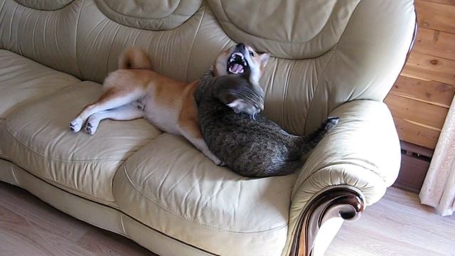 Shiba Inu With Pixie Bob Cat