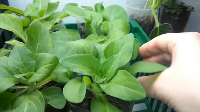 Петуния.  Обзор пробного посева на 10 марта.