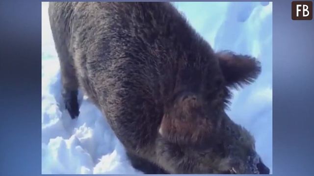 Дикий кабан приходил к рыбакам за угощением но не ел.