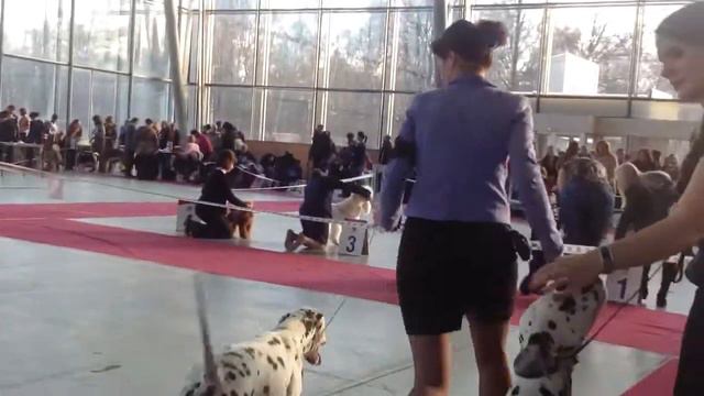 Фаворит моно далматин победитель сука