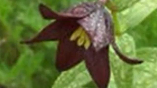 Сказки нашего леса