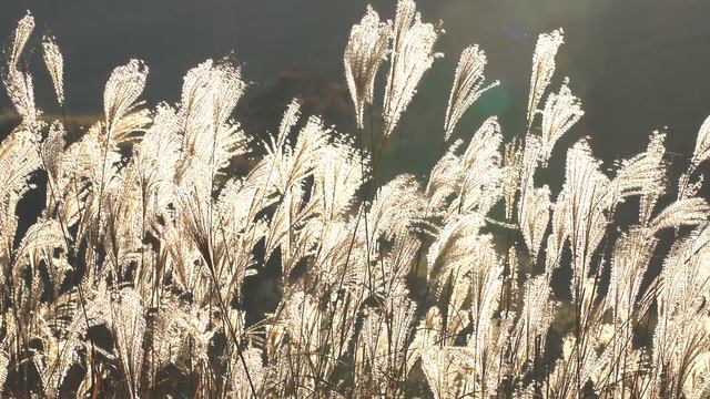 C9a709ab99a75d392549d496a003f47c