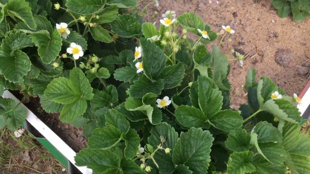 НАШ ОГОРОД и ЧТО НА НЁМ РАСТЁТ | OUR GARDEN AND WHAT GROWS ON IT |