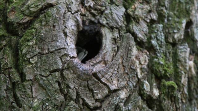 Синица Б 160527 1 в дупле Одна улетела и тут же другая с пауком прилетела