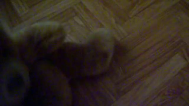 Жига и медведь.犬とクマ.강아지와 곰.