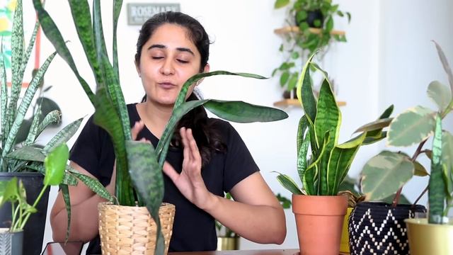 How To Grow Snake Plant Faster, Propagate And Care Indoors.