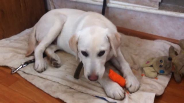 Лабрадор ест морковку