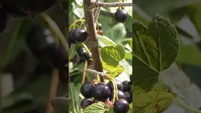 Смородина,витамин лета.